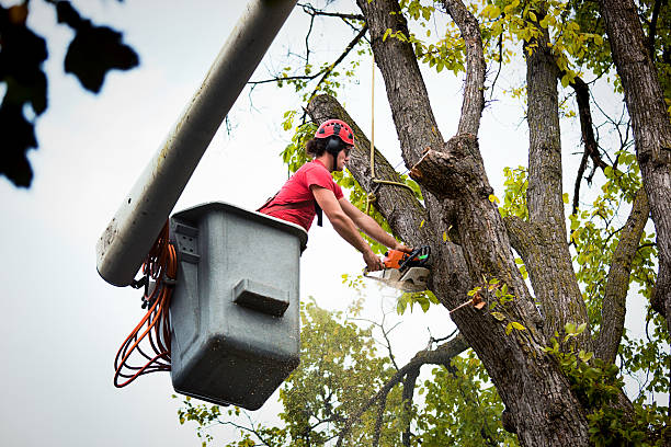 Best Tree Cabling and Bracing  in Kingsburg, CA